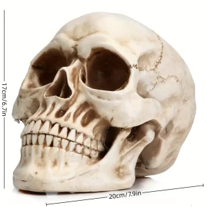 Crâne décoratif réaliste pour Halloween – accessoire effrayant en résine
