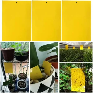 Attrape mouches naturel sans produit chimique – Élimine les mouches efficacement sans toxines pour un intérieur sain