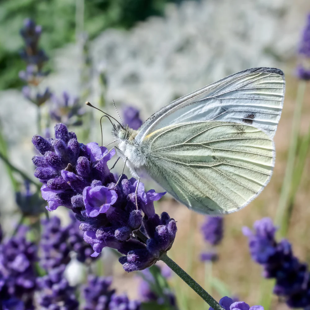 RACINE VITA HUILE DE LAVANDE 40 ML – Image 2